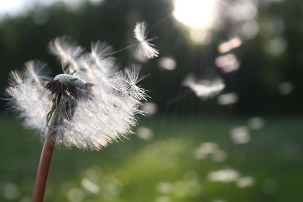 dandy lion weed blowing in the wind